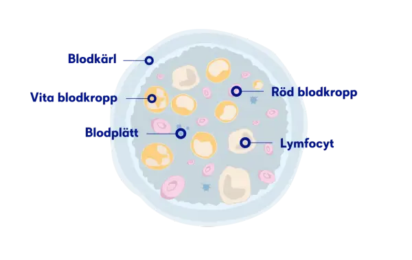 Illustration av blodkroppar, blodplättar och lymfocyter. Låga nivåer av röda blodkroppar kan vara ett av anemi symtom.