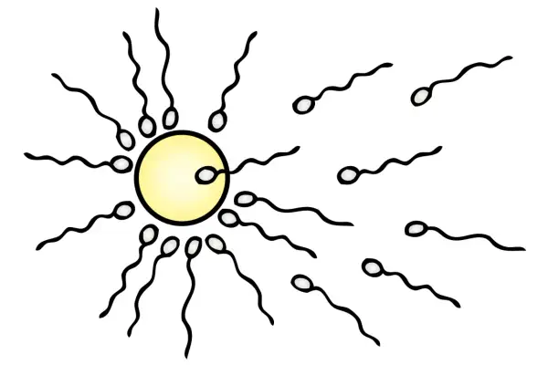 Sperm möter ägg. En illustration som visar hur blir man gravid genom befruktning.