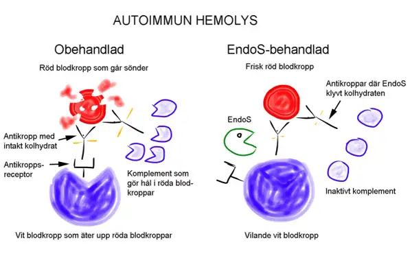 Illustration visar hur antikroppar förstör röda blodkroppar vid autoimmun hemolys. Jämför obehandlad och EndoS-behandlad process.