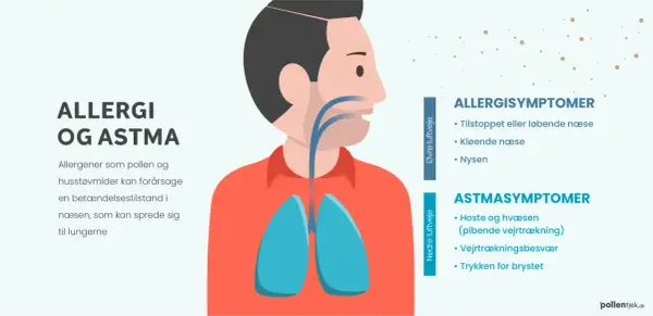 Illustration av en person med lungor och luftvägar. Allergener som pollen kan orsaka symtom.