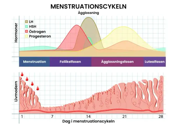 Diagram över menstruationscykeln visar hormonförändringar och livmoderslemhinnan. En kortare menscykel med åldern kan påverka dessa faser.