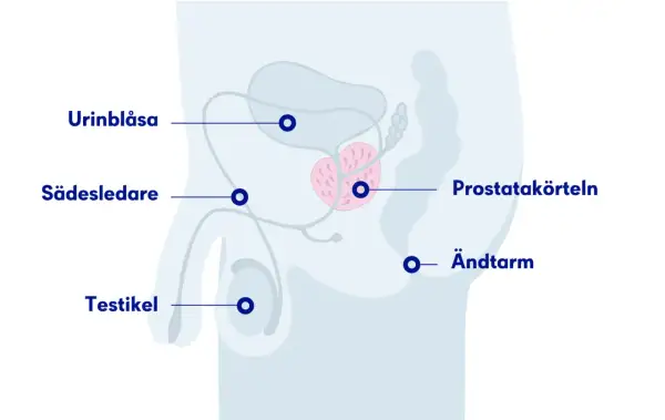 Illustration av manliga reproduktionsorganen med prostatan i fokus. PSA-prov ålder kan vara relevant för att följa prostatan.