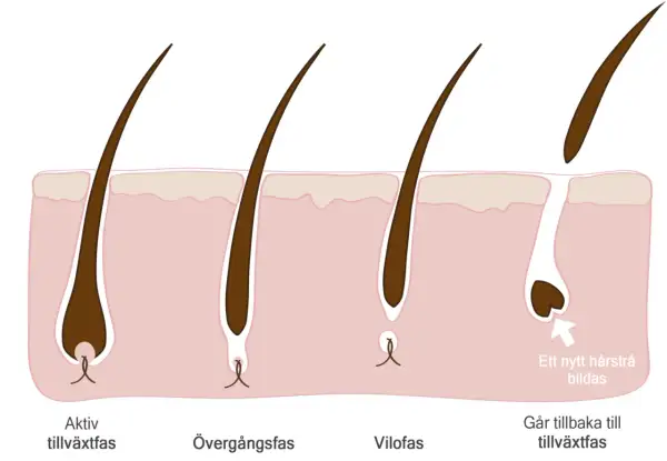 Illustration av hårsäckens cykel: aktiv tillväxt, övergångsfas, vilofas och ny tillväxt. Kan relateras till håravfall vid klimakteriet.