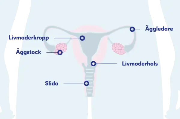 Illustration av kvinnans reproduktionsorgan med livmoder, äggstockar, äggledare och slida. En cysta kan uppstå i livmodern eller äggstocken.